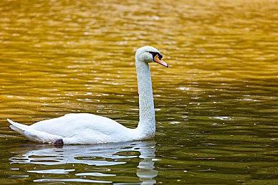 《影子战术》《赏金奇兵3》开发商即将关门